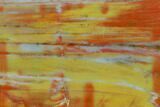 Colorful Petrified Wood (Araucarioxylon) Section - Arizona #133230-1